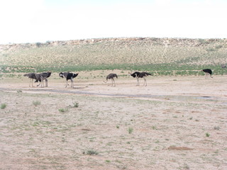 Wildtiere Afrika Natur