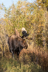 Shiras Moose Bull During the Fall Rut