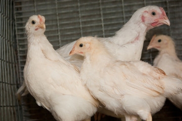 Broiler chickens in a cage at the poultry farm. Industrial production of white meat