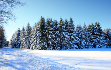 Winter landscape with snow covered fir trees and blue sky.