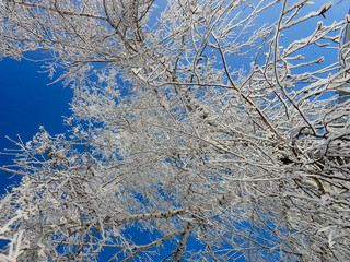 A winter clear day, a rural landscape with a rustic garden covered with snow. frozen branches of...