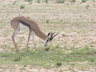 Wildtiere Afrika Natur