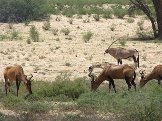 Wildtiere Afrika Natur