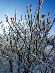 A winter clear day, a rural landscape with a rustic garden covered with snow. frozen branches of trees  in rime against blue sky