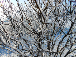 A winter clear day, a rural landscape with a rustic garden covered with snow. frozen branches of trees  in rime against blue sky