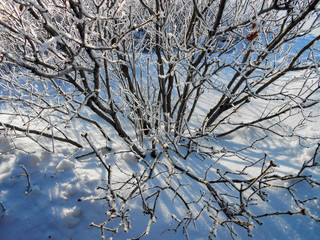 A winter clear day, a rural landscape with a rustic garden covered with snow. frozen branches of trees  in rime against blue sky