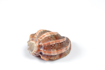 sea shell isolated on white background with copy space for your text