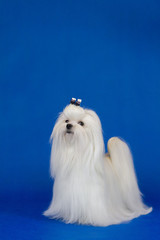 Maltese dog posing in the blue studio background. Amazing maltese show dog.