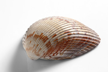 sea shell isolated on white background with copy space for your text
