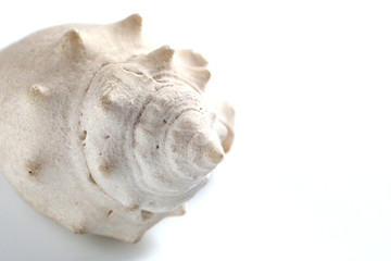 sea shell isolated on white background with copy space for your text