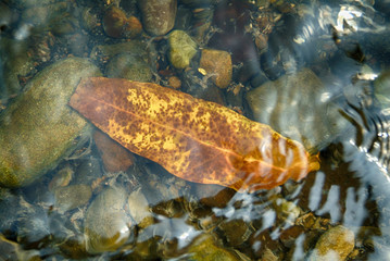 Leaf under river water