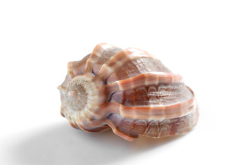 sea shell isolated on white background with copy space for your text