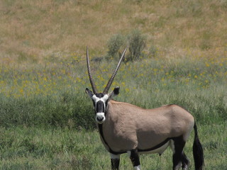 Wildtiere Afrika Natur