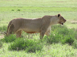 Wildtiere Afrika Natur