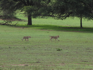 Wildtiere Afrika Natur