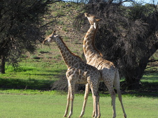 Naklejka premium Wildtiere Afrika Natur