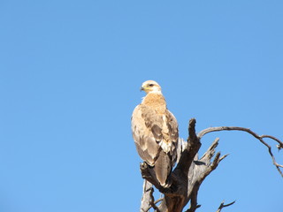 Wildtiere Afrika Natur