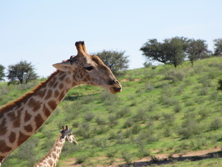 Wildtiere Afrika Natur