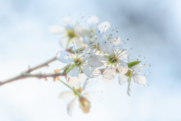 Fototapeta premium Springtime blossom.