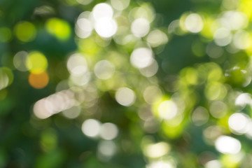 Natural green gradient light and blurred effect image design for presentation background