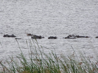 Fototapeta premium Afrika Tiere Natur
