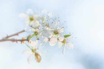 Springtime blossom.Twig with fresh, white flowers in spring.