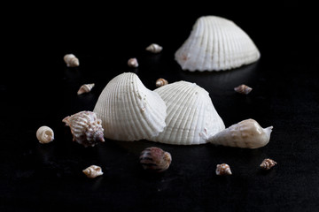 Types of seashells