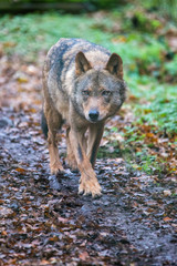 Wolf outside in the woodland