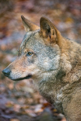 Wolf outside in the woodland