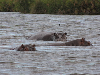 Afrika Tiere Natur