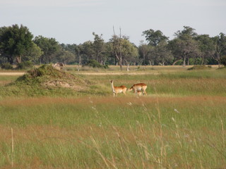 Afrika Tiere Natur