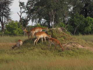 Afrika Tiere Natur