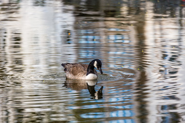 Canadian goose in water