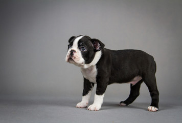 Boston terrier puppy posing in grey studio background.	