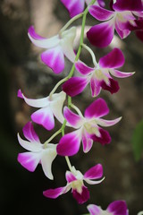 Fototapeta na wymiar pink exotic flower