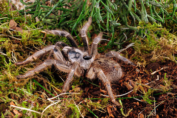 Hornvogelspinne (Ceratogyrus darlingi) - horned baboon