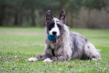 Mixed breed dog portrait. Cute blue merle dog.	