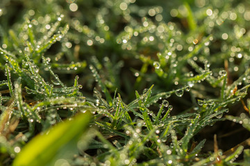 Close up of Fresh grass with dew drops