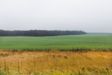 Fototapeta premium Beautiful landscape. Field with green and yellow grass and forest. Wild nature