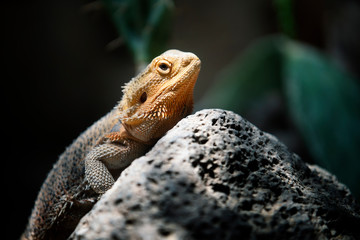 Close up Lizard Iguana,wildlife