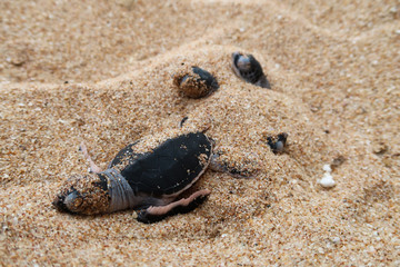 Baby sea turtles hatching on a beach in Sri Lanka