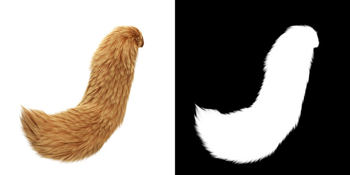 Fox Tail Isolated on White Background