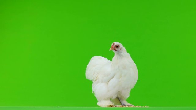 chicken pecking grain on green screen
