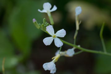 Close up of White flowers