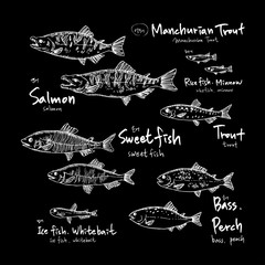 해산물 일러스트 / 손으로 그린 수산물 그림