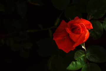 Red Rose on dark leaves