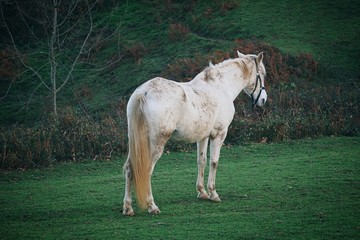 the white horse portrait