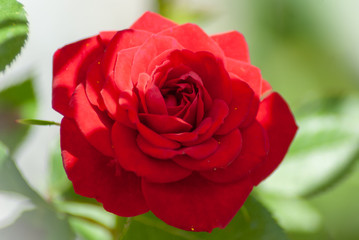 Luce e ombra sulla rosa rossa