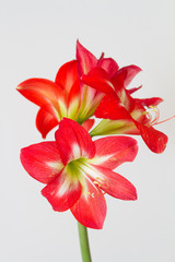 Rote Amaryllis-Blüten