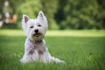 Westie terrier in the green background. Free space